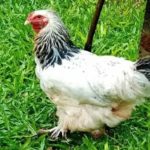 Condenan a un año de prisión a hombre por abusar de una gallina.