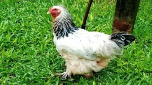 Condenan a un año de prisión a hombre por abusar de una gallina.
