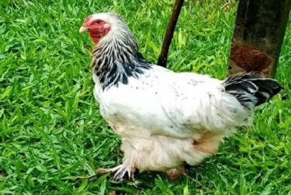 Condenan a un año de prisión a hombre por abusar de una gallina.