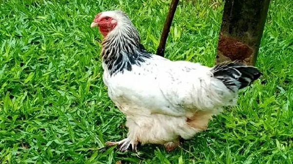 Condenan a un año de prisión a hombre por abusar de una gallina.