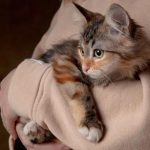 Gato actúa raro, dueño lo lleva al veterinario y se lleva la sorpresa de su vida.