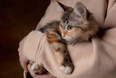 Gato actúa raro, dueño lo lleva al veterinario y se lleva la sorpresa de su vida.