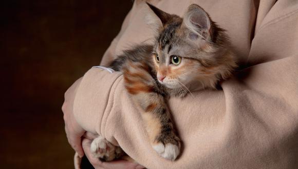 Gato actúa raro, dueño lo lleva al veterinario y se lleva la sorpresa de su vida.