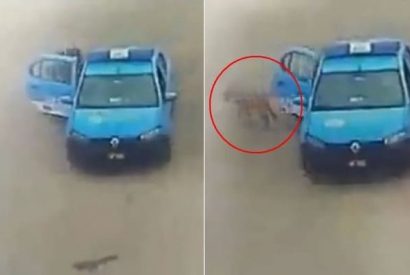 Captan a serenos abandonando a un perrito