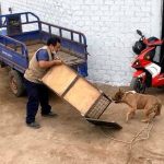 Capturan a dos perros pitbull que mataron a perrito en Torreblanca