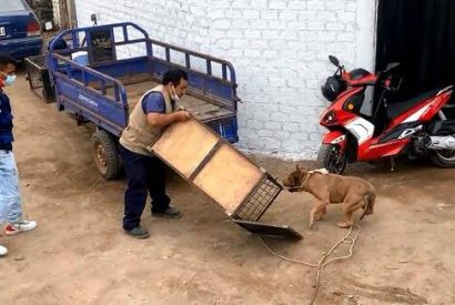 Capturan a dos perros pitbull que mataron a perrito en Torreblanca