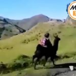 Niño cusqueño va montado en su llamita al colegio.