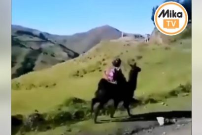 Niño cusqueño va montado en su llamita al colegio.
