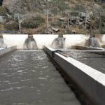 Canta: Dueño de piscigranjas de truchas estima pérdidas de hasta S/150 mil tras derrame de zinc.