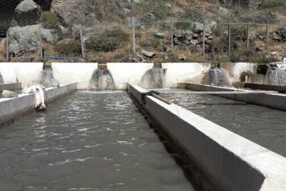 Canta: Dueño de piscigranjas de truchas estima pérdidas de hasta S/150 mil tras derrame de zinc.