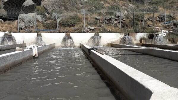 Canta: Dueño de piscigranjas de truchas estima pérdidas de hasta S/150 mil tras derrame de zinc.