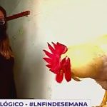 Municipalidad de Jesús María multaría a joven por el canto de su gallo.