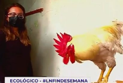 Municipalidad de Jesús María multaría a joven por el canto de su gallo.