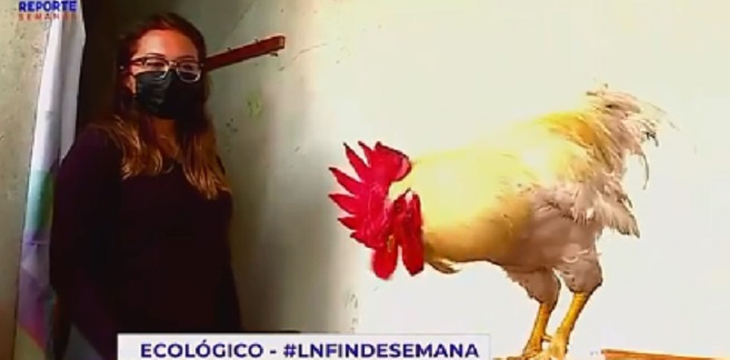 Municipalidad de Jesús María multaría a joven por el canto de su gallo.