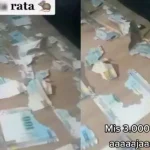 Peruana descubre que una rata acabó con los 3 mil soles que había ahorrado en su casa