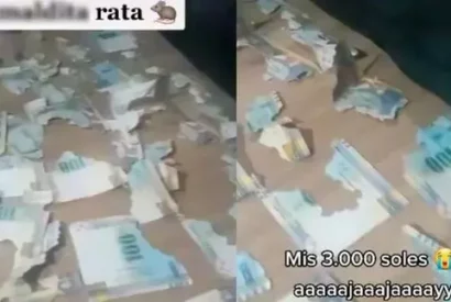 Peruana descubre que una rata acabó con los 3 mil soles que había ahorrado en su casa
