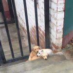 Abandonan tres cachorros en la puerta de la perrera municipal de Huaral