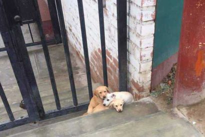 Abandonan tres cachorros en la puerta de la perrera municipal de Huaral