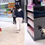 Invitan al gallo Claudio a centro comercial pet friendly y admiradores se toman fotos con él