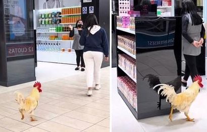 Invitan al gallo Claudio a centro comercial pet friendly y admiradores se toman fotos con él