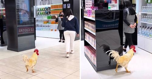 Invitan al gallo Claudio a centro comercial pet friendly y admiradores se toman fotos con él