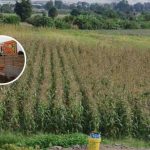 Huaral ha perdido más de 3 mil hectáreas de tierras de cultivo