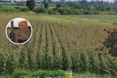Huaral ha perdido más de 3 mil hectáreas de tierras de cultivo