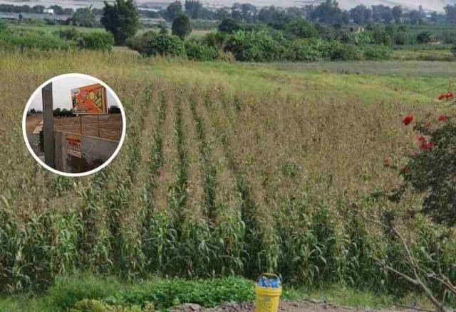Huaral ha perdido más de 3 mil hectáreas de tierras de cultivo
