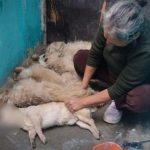Envenenan cinco perritos de una anciana en Chancay