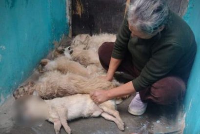 Envenenan cinco perritos de una anciana en Chancay