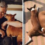 Vecinos de Diego Bertie aseguran que los perritos aúllan por horas hasta quedarse roncos