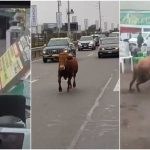 Villa El Salvador Toro se escapa de camión que lo trasladaba y lastima a dos personas.