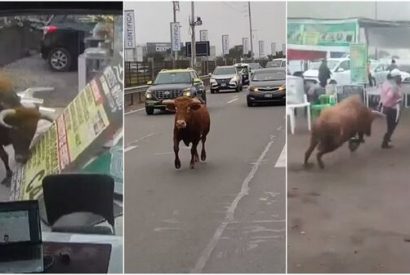Villa El Salvador Toro se escapa de camión que lo trasladaba y lastima a dos personas.
