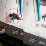 Perrito callejero ingresa a veterinaria para que le curen la pata herida.