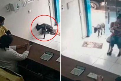 Perrito callejero ingresa a veterinaria para que le curen la pata herida.