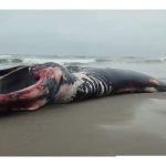 Mar varó enorme ballena muerta en la Playa de Chancayllo