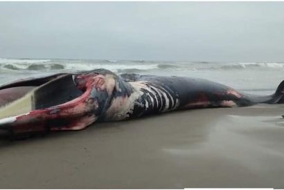 Mar varó enorme ballena muerta en la Playa de Chancayllo